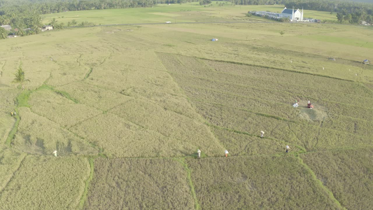 granjeros filipinos que cosechan los cultivos de arroz fresco en una isla de aldea simple y remota en filipinas - toma aérea de drones