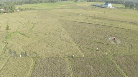 Philippinische-Bauern,-Die-Die-Frischen-Reisernte-Auf-Einer-Einfachen-Und-Abgelegenen-Dorfinsel-Auf-Den-Philippinen-Ernten---Drohnenaufnahme-Aus-Der-Luft