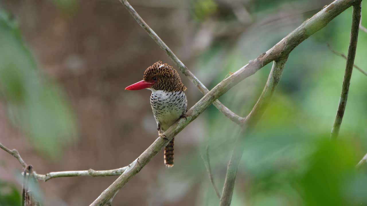 mirando hacia la izquierda abriendo y cerrando su corona durante la hora temprana de la mañana, martín pescador anillado lacedo pulchella, hembra, parque nacional kaeng krachan, tailandia
