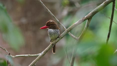 Facing-to-the-left-opening-and-closing-its-crown-during-the-early-hour-of-the-morning,-Banded-Kingfisher-Lacedo-pulchella,-Female,-Kaeng-Krachan-National-Park,-Thailand