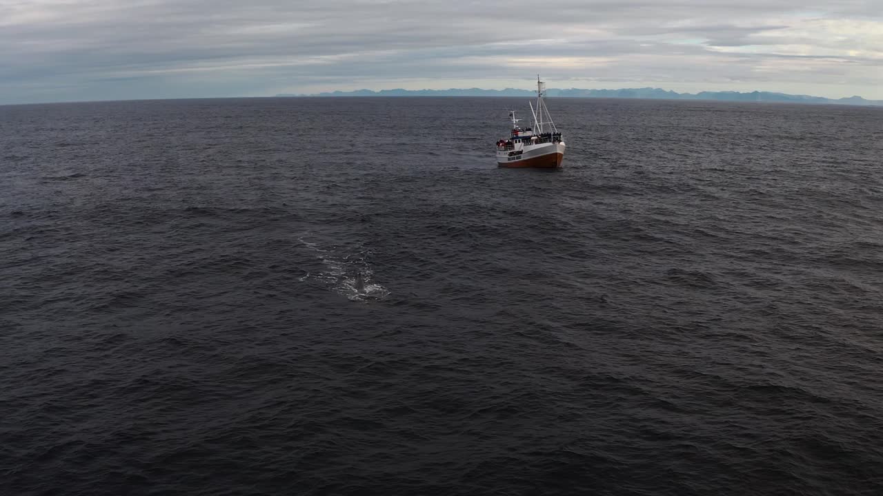 Killer whale breaching near a boat, Vestarelen in the background, wide open sea