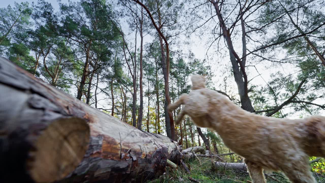 Goldendoodle Dog Jumping Over Log Treetrunk in Forest in Slow Motion