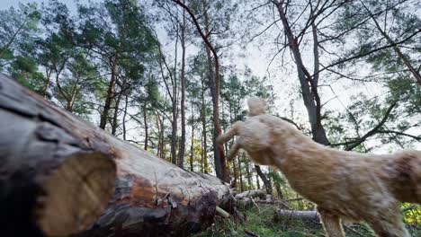 perro goldendoodle saltando sobre el tronco del árbol en el bosque en cámara lenta