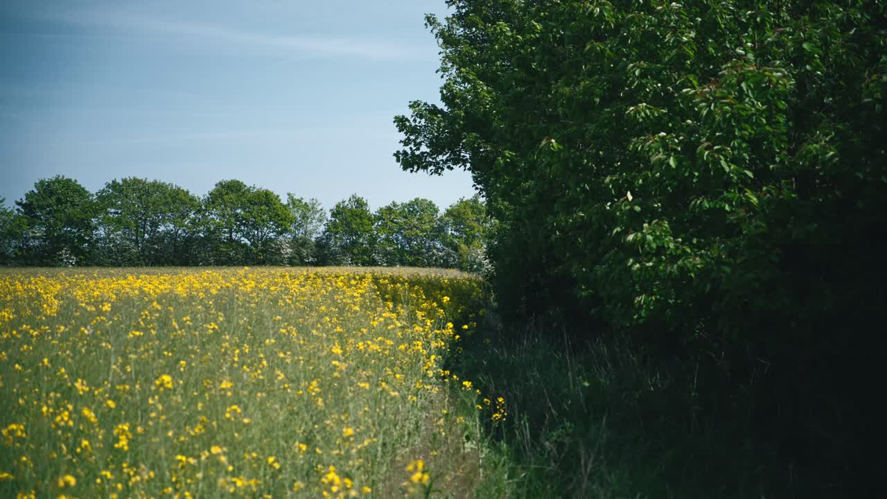 Edge of a yellow rapeseed field blooming in the summer in Denmark