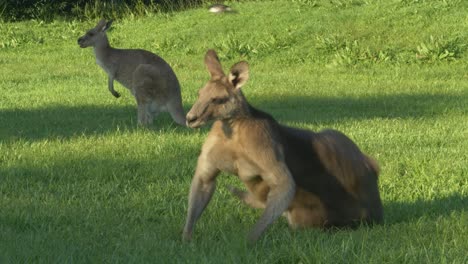 el canguro gris oriental se acuesta en la hierba mientras se alimenta