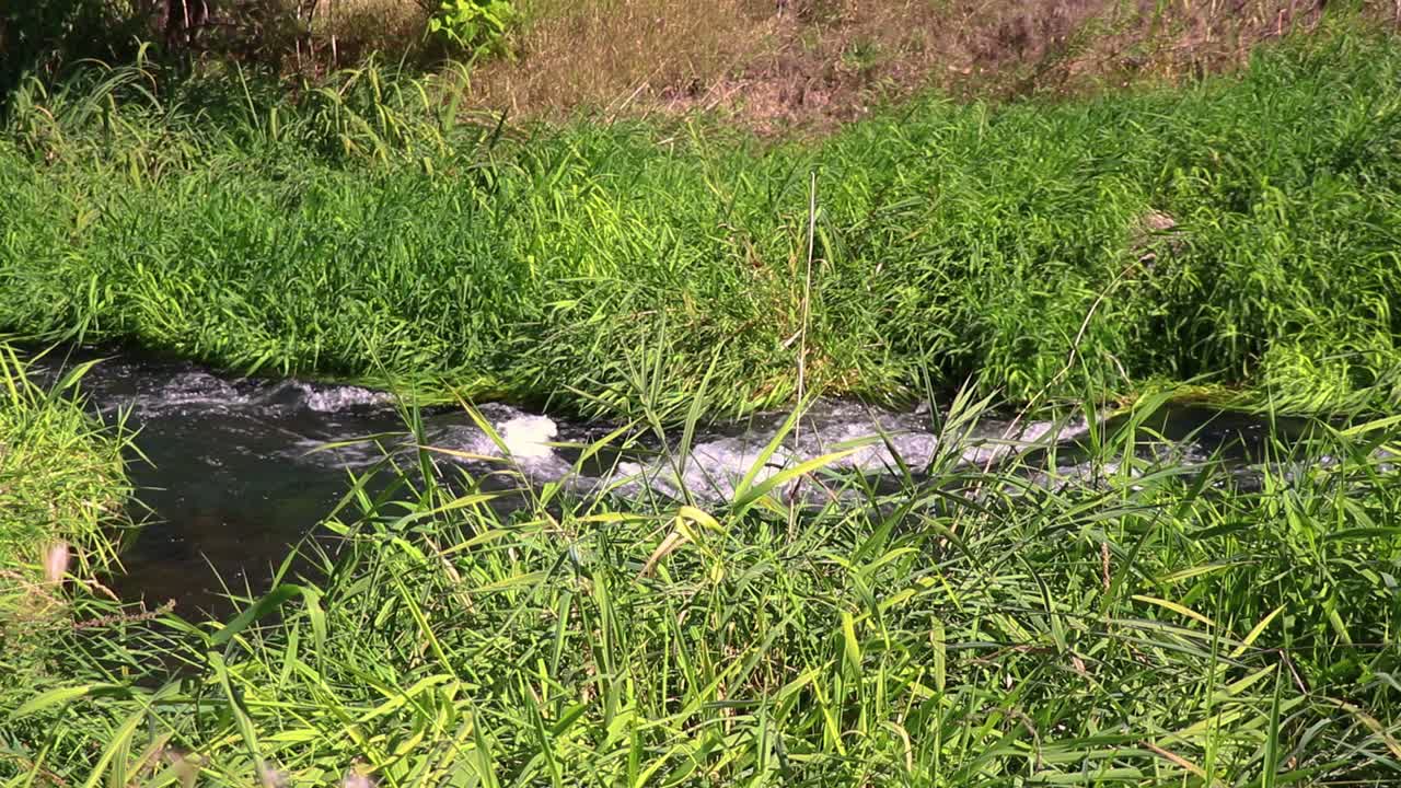 Flowing Creek On The Boise Idaho Greenbelt Through Long Green Grass 10 Second Slow Motion Video.