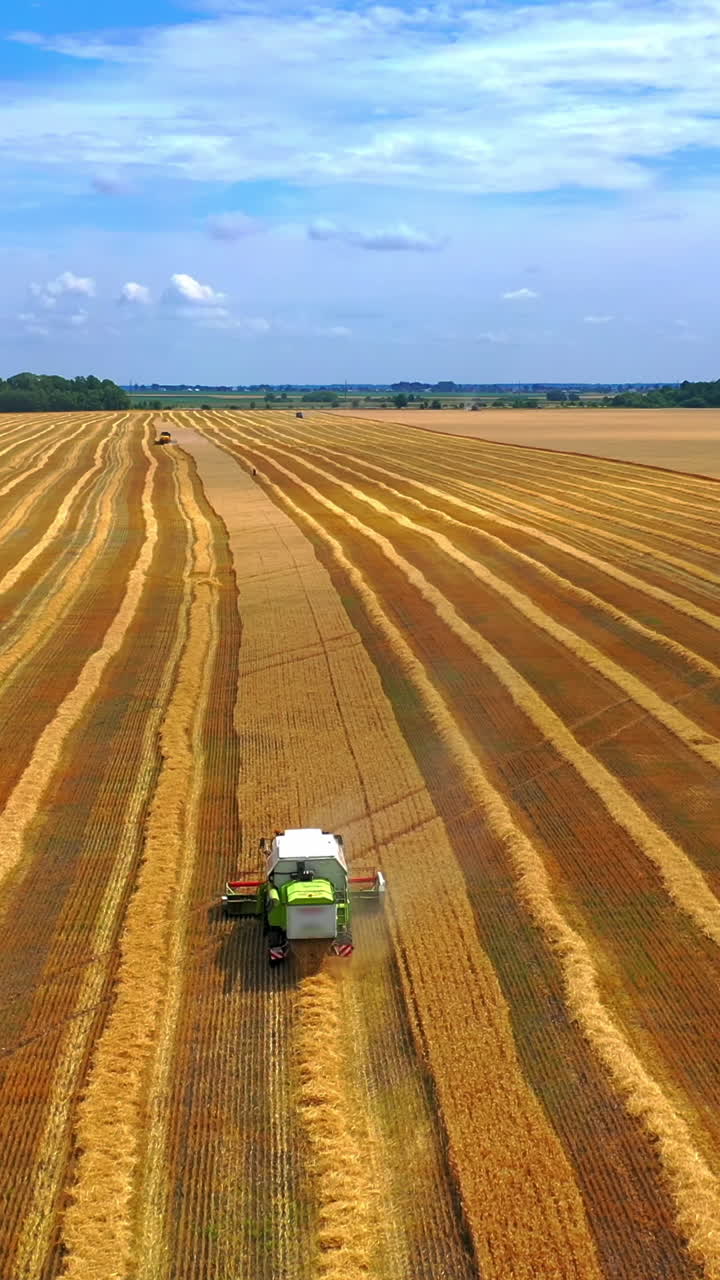 Process of gathering ripe crop from the fields. Aerial view on green combine. Harvest time in sunny day. Vertical video