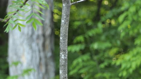 an adult pileated woodpecker perched on the side of a small tree suddenly takes flight