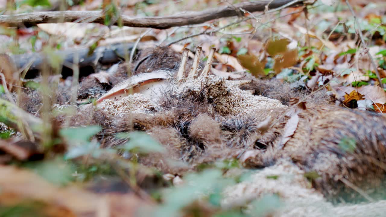 Sidovy av en ruttnande vildsvinskropp i en skog med synliga revben och larver. Naturlig nedbrytningsprocess på skogsmarken omgiven av löv och vegetation