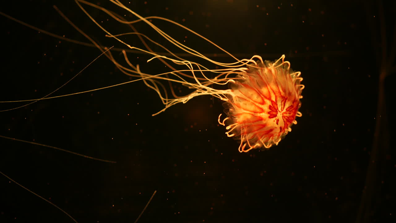 A jellyfish floats in dark water, its glowing orange bell radiating soft light. Thin, trailing tentacles extend gracefully behind it, creating fluid, mesmerizing patterns against the dark backdrop