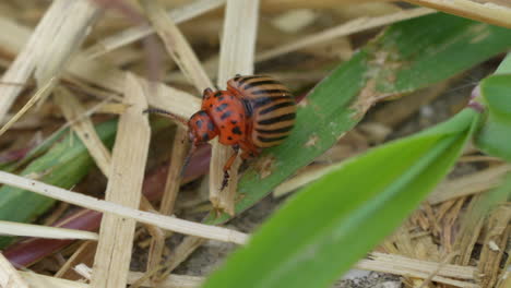 striped bug crawling in straw on farm during summer day,close up low angle - colorado potato beetle in wildlife