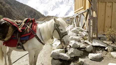 the horse is tied to the stall in village bimthang, nepal.