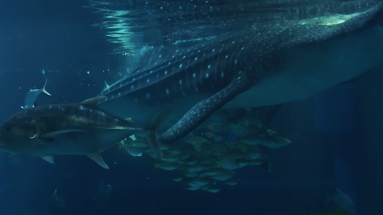 A whale shark gracefully swims alongside a vibrant school of fish in a serene underwater setting.