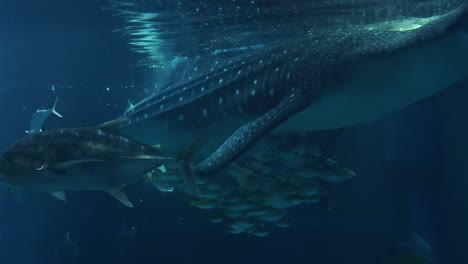 a whale shark gracefully swims alongside a vibrant school of fish in a serene underwater setting.