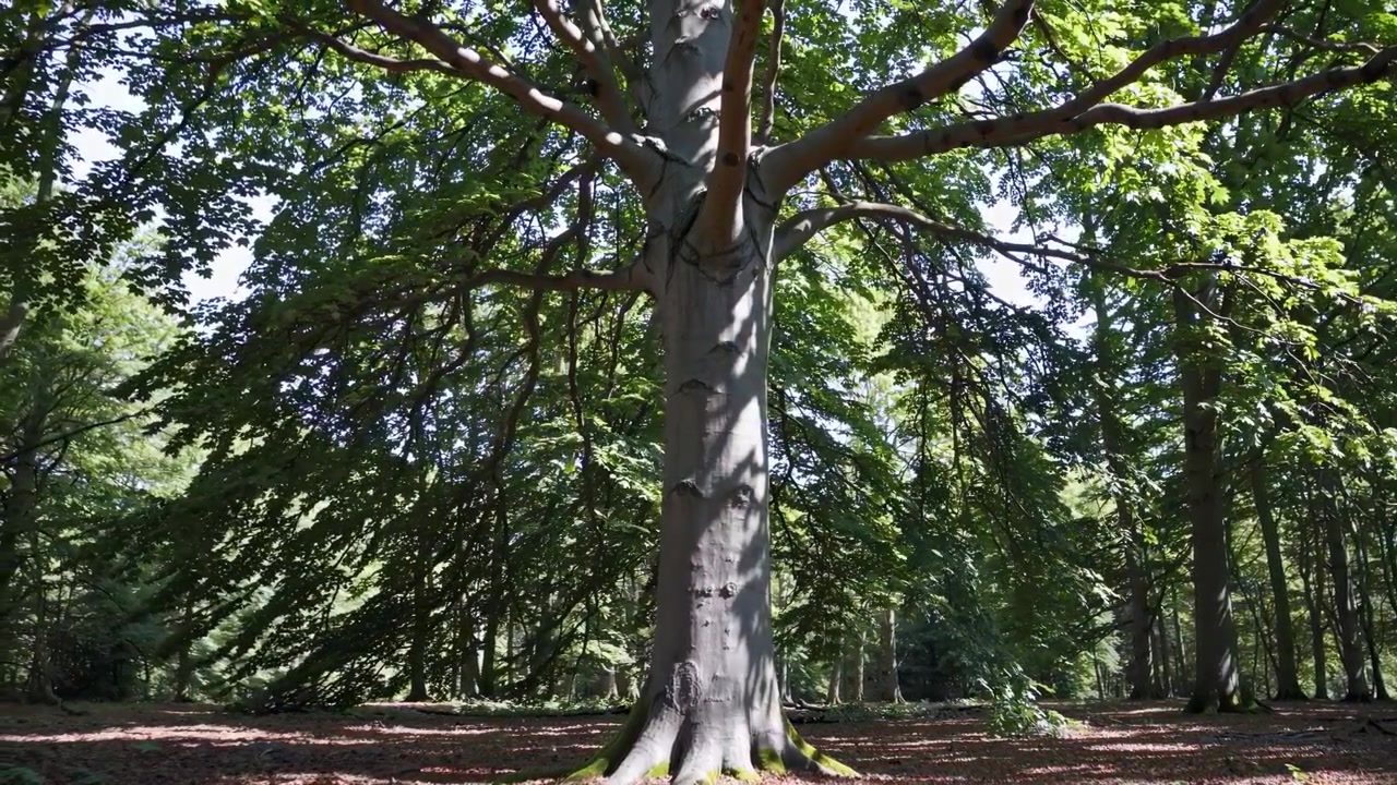 Grande faggio in una foresta illuminata dal sole