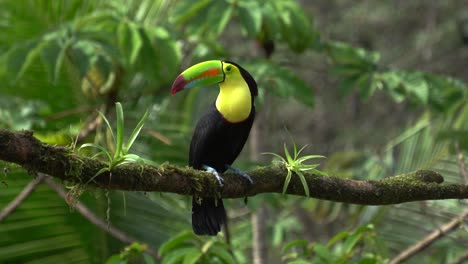 a beautiful chestnut-mandibled toucan or swainson's toucan , standing on a branch, looking around