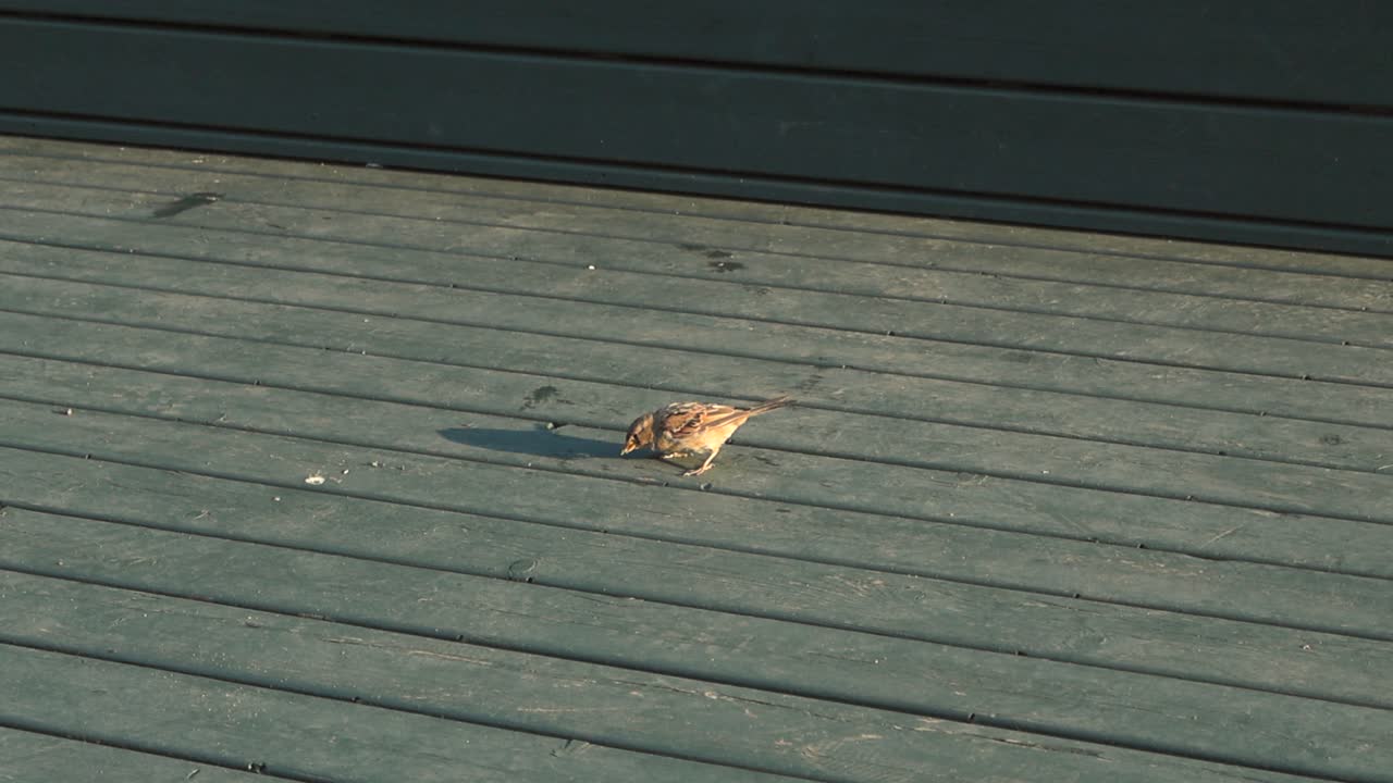 Sparrow on a Wooden Deck