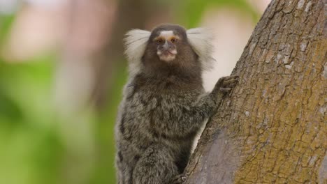 Seidenäffchen,-Das-Auf-Baumstamm-Im-Wald-Sitzt---Süßer-Kleiner-Affe