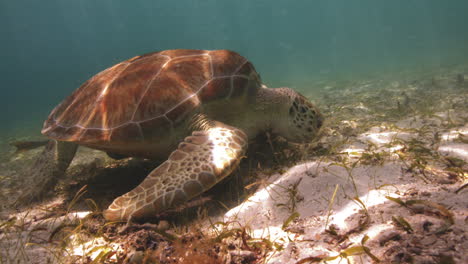 Tortuga-Marina-Festejando-Con-Hierba-De-Algas-Marinas-Y-Algas-En-El-Fondo-Del-Océano-Caribeño