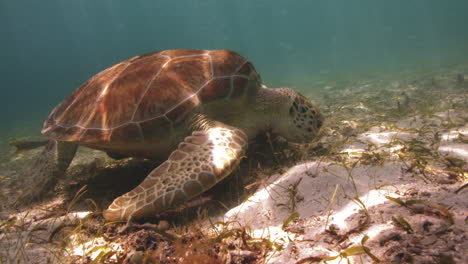 tortuga marina festejando con hierba de algas marinas y algas en el fondo del océano caribeño