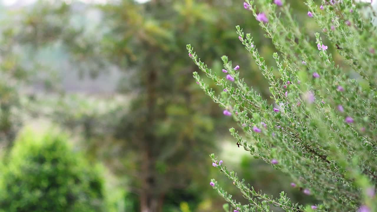 울창 한 정원 에 있는 꽃 들 의 클로즈업