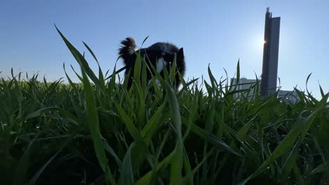 low angle shot of a dog walking on a grass field