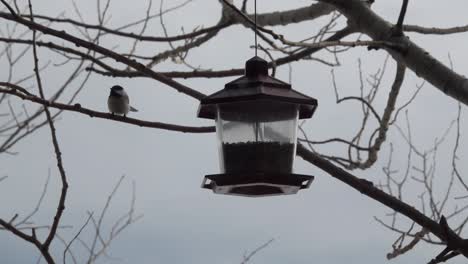 Pájaro-Pequeño-Comiendo-De-Un-Comedero-Para-Pájaros-Durante-El-Invierno