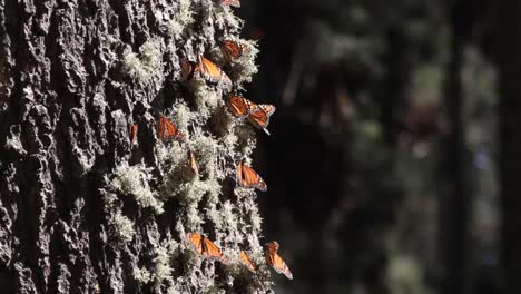 mariposa 19