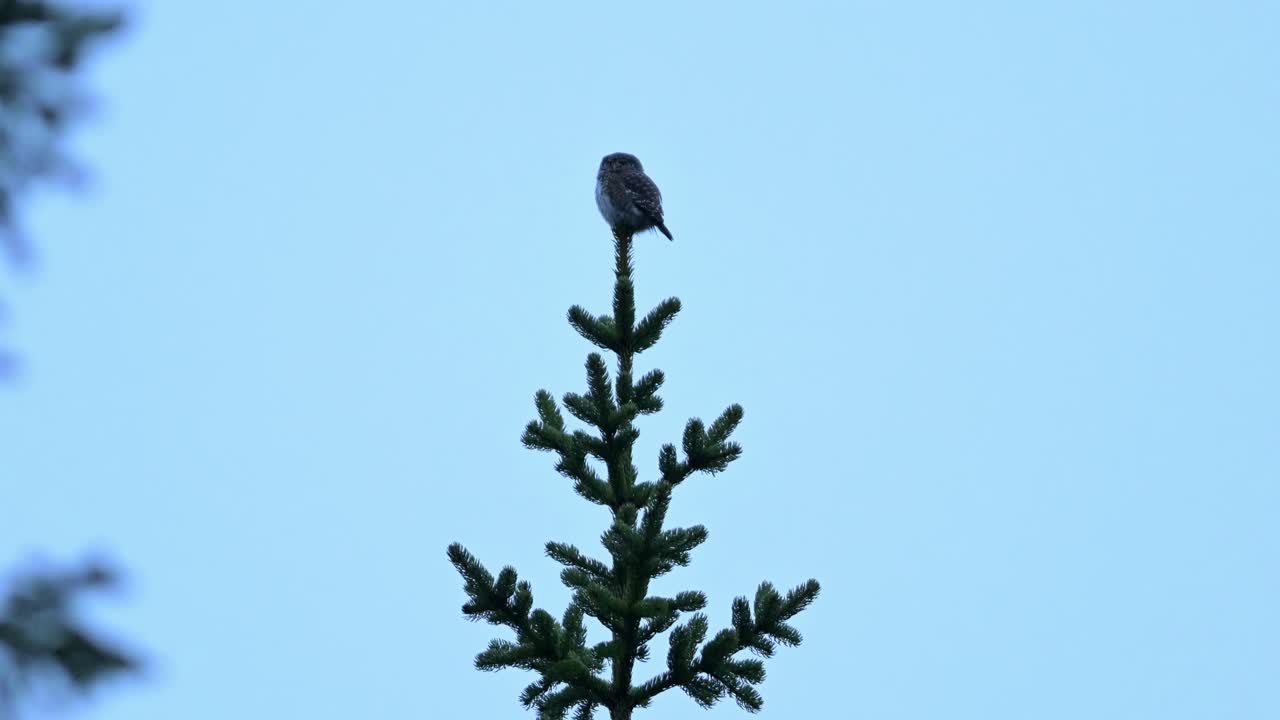 Eurasian Pygmy Owl, Europe's smallest owl, perched motionless atop pine tree in Norway.