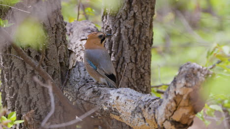 Eurasian-Jay-Bird-Catches-Insect-From-Tree-Trunk-Bark-and-Jumps-Along-the-Branch