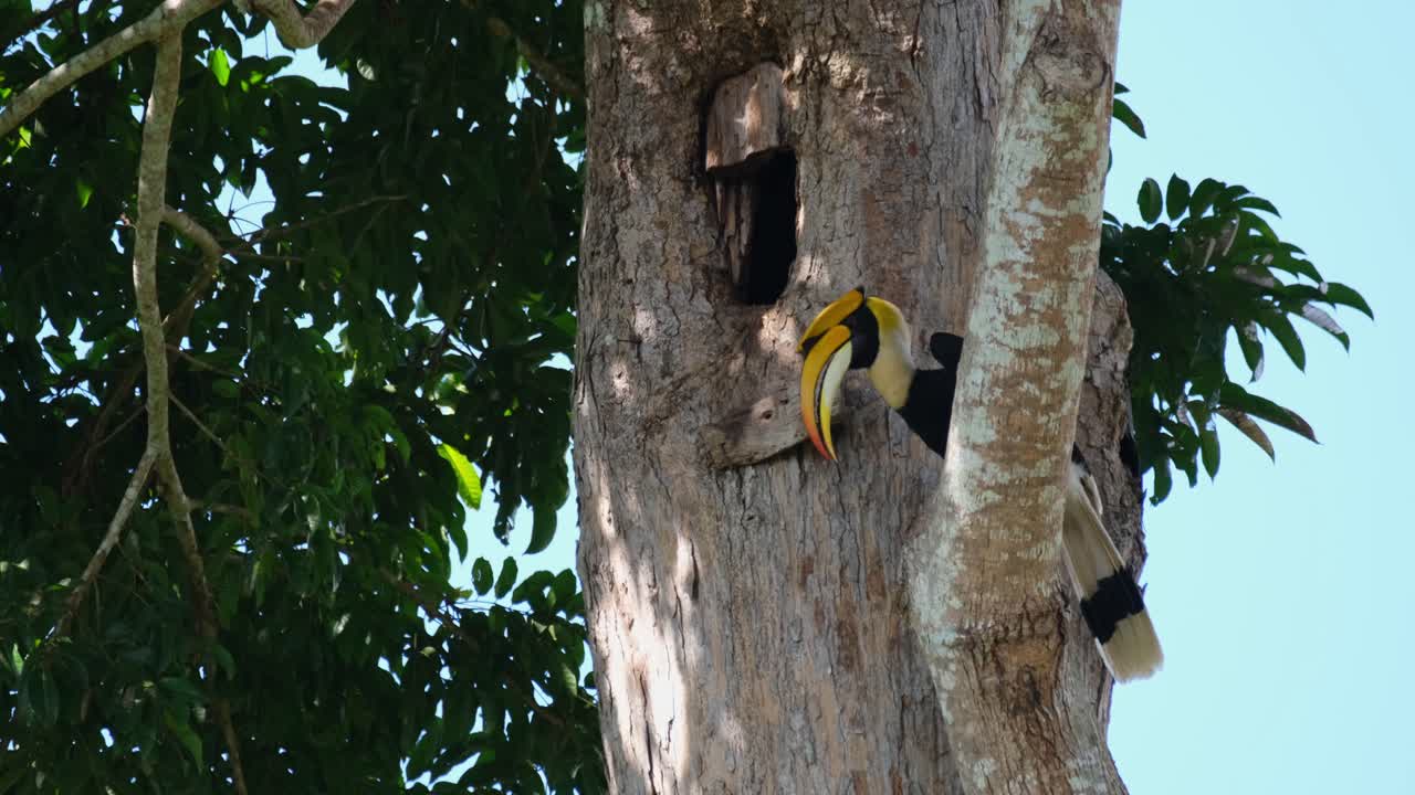 visto alimentando a la hembra en la madriguera mientras está posado en una rama y luego cae una hoja, gran cálao indio buceros bicornis, parque nacional khao yai, tailandia