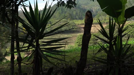 plants and a view from farm in honduras