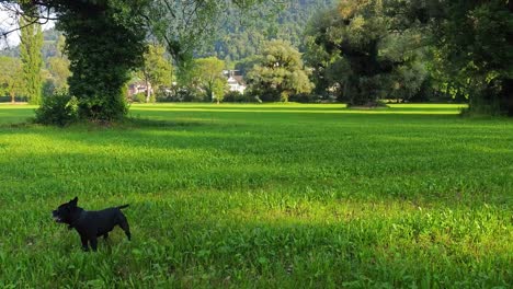 green meadow of the swiss app