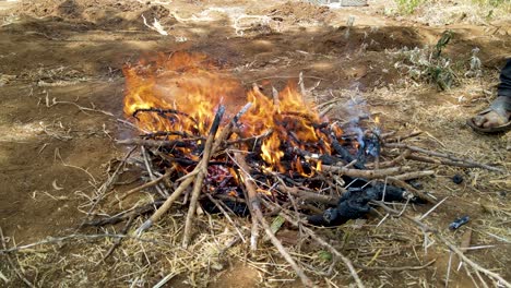 masai community people slaughtering goat, indigenous people slaughtering goat