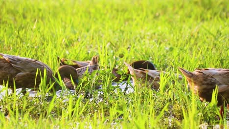 Group-of-ducks-wading-and-swimming-through-wet-rice-paddy-field-close-up-in-Bangladesh-countryside