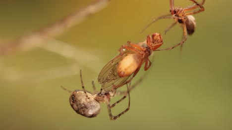 Nahaufnahme-Einer-Makroaufnahme-Zweier-Spinnen,-Die-Um-Das-Gefangene-Opfer-Kämpfen