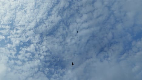 two eagles flying around in circles against a blue sky, 4k