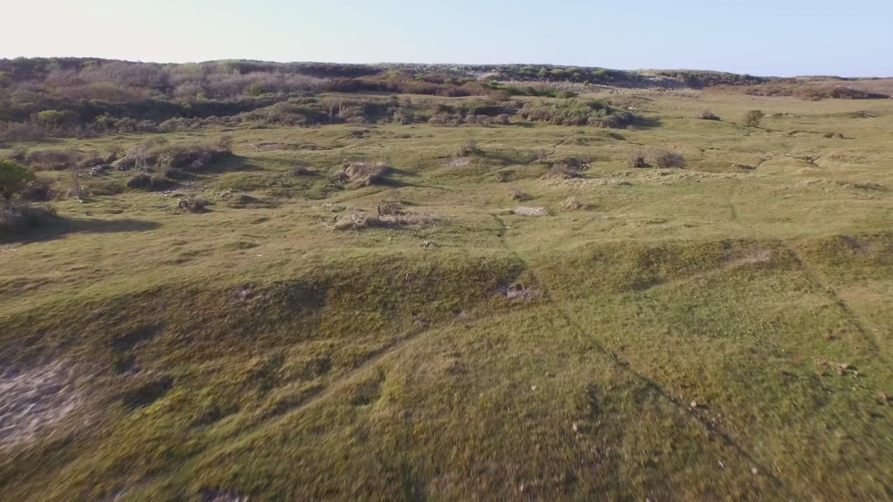 antena: la reserva natural de dunas de oostkapelle con potros pastando