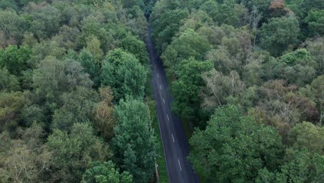 vista aérea de una carretera que atraviesa árboles forestales en el campo