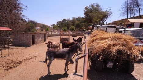 Group-Of-Donkeys-Grazing-Hay-In-A-Rural-Farm-In-The-Daytime