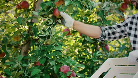 Hombre-Recogiendo-Manzanas-En-Su-Huerto