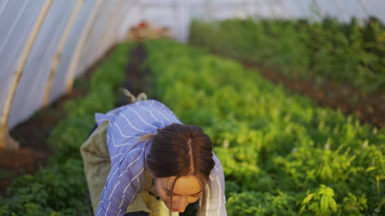 행복 한 여성 농부 가 온실 에서 바구니 에 고추 를 수확 하고 있다