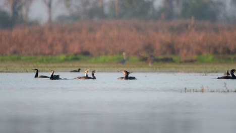 flock of great cormorants in lake