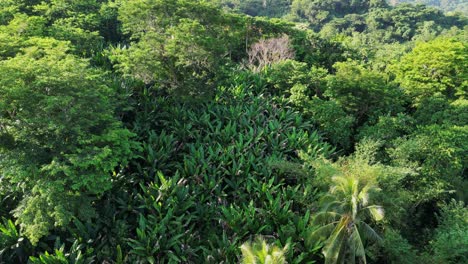 Cinematic-aerial-view-of-tropical-island-jungle-with-palm-and-acacia-trees-in-Baras,-Catanduanes