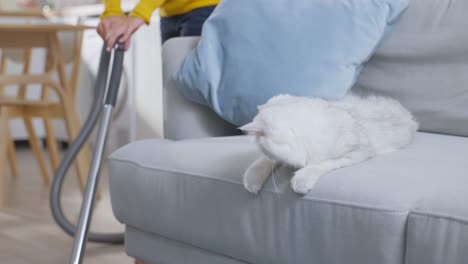 close up hand of woman vacuuming dust and fur on floor from little cat. attractive beautiful female using vacuum cleaning, doing housework and chores in living room and enjoy her pet animal at home.