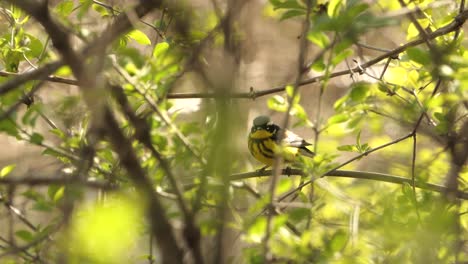 magnolia warbler perching on a tree branch in the forest