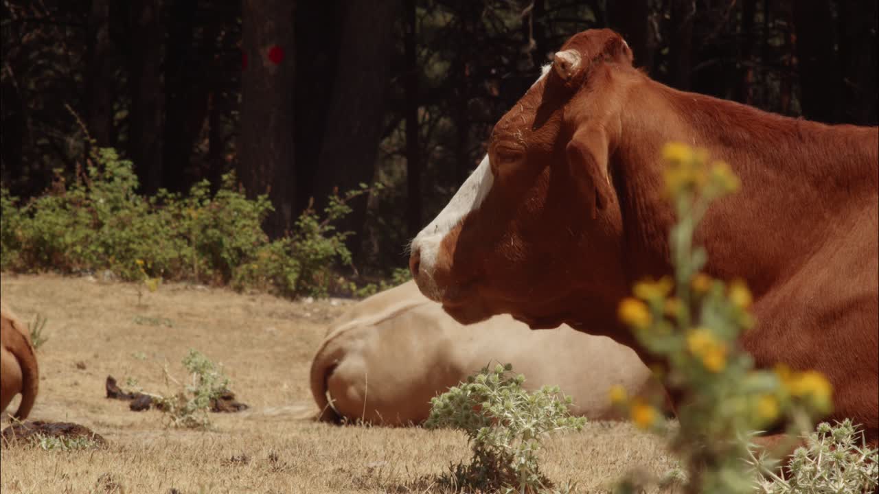 Vacas marrones y beige descansando pacíficamente en un campo soleado.