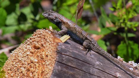 eastern fence lizard perched on a log up close