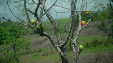 static shot of a leafless tree bearing scattered red, green, and orange fruit, standing in a sparse, grassy rural landscape with distant greenery evoking contrast between life and barrenness