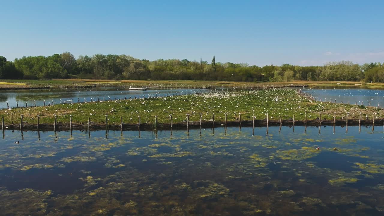 Primo piano dell'acqua e vista aerea verso l'alto con drone, dalla superficie di un lago vivace e protetto, con numerosi uccelli in volo
